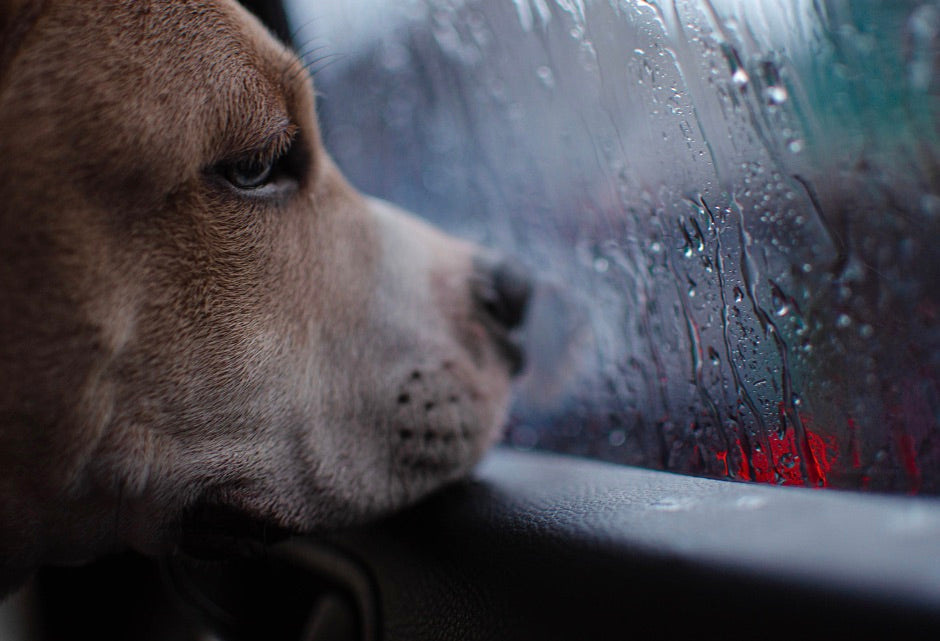 How Can Colder Weather Affect My Pet