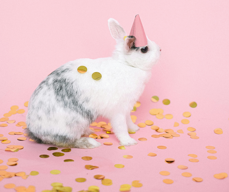 National Pet Day 2025: how to make the day special! (DISCOUNT CODE INCLUDED)