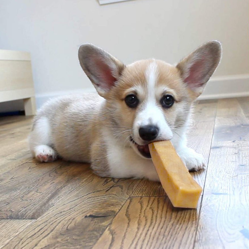 Are Yak Chews Healthy for my Dog?