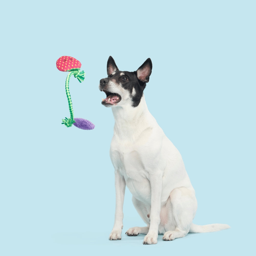 BARK Best Berry Friends Backyard Garden Dog Toy