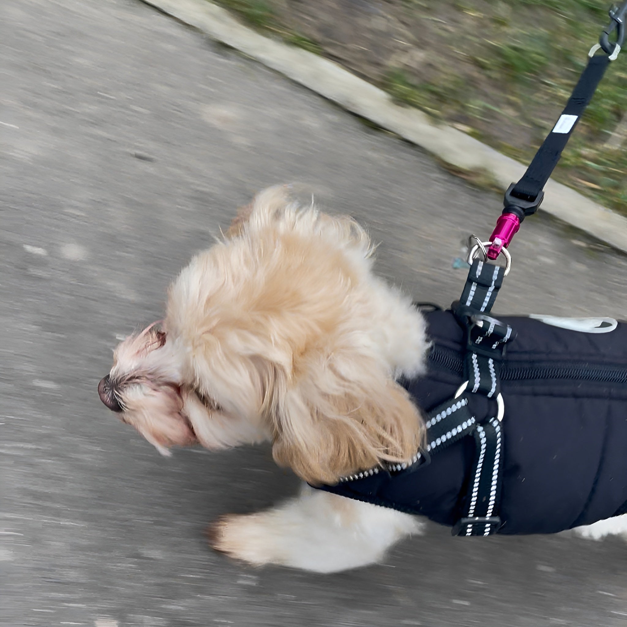 Wolfclip Original Adapters & Housings 5 Colours 2 Sizes