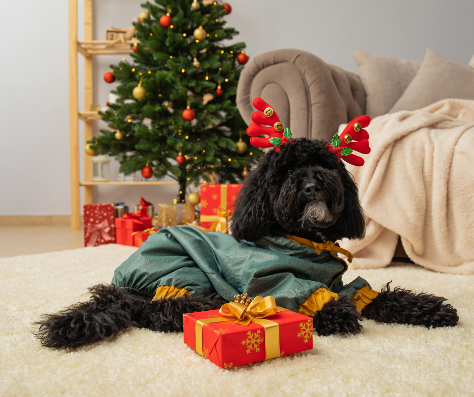 The Best Christmas Gifts For Dogs 2025