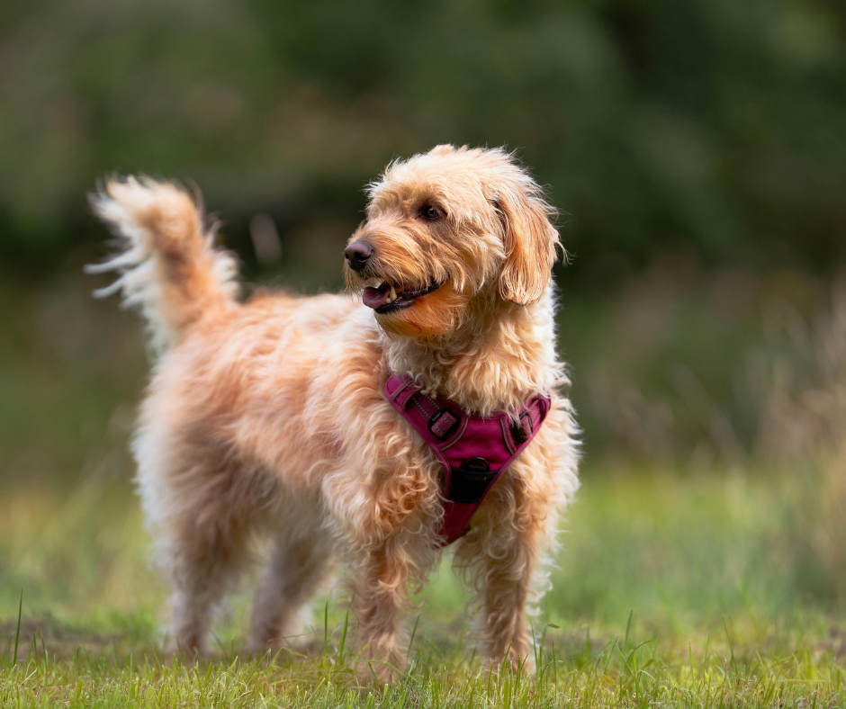 The Best Dog Outerwear Products for 2026!