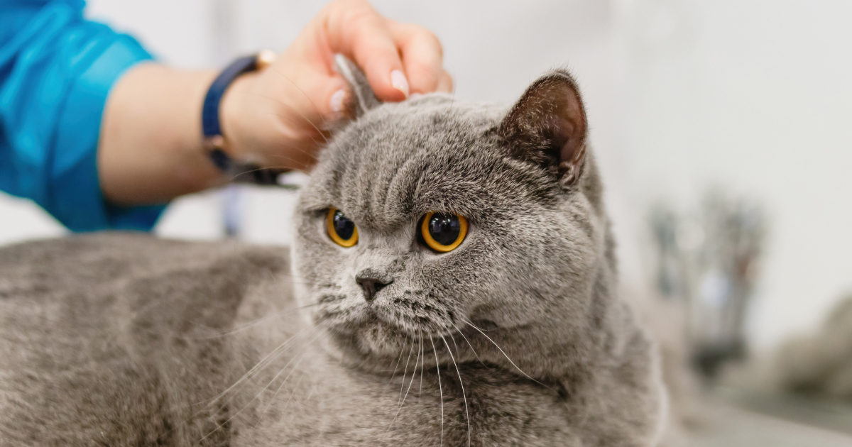 Why Is My Cat Shedding So Much Hair?