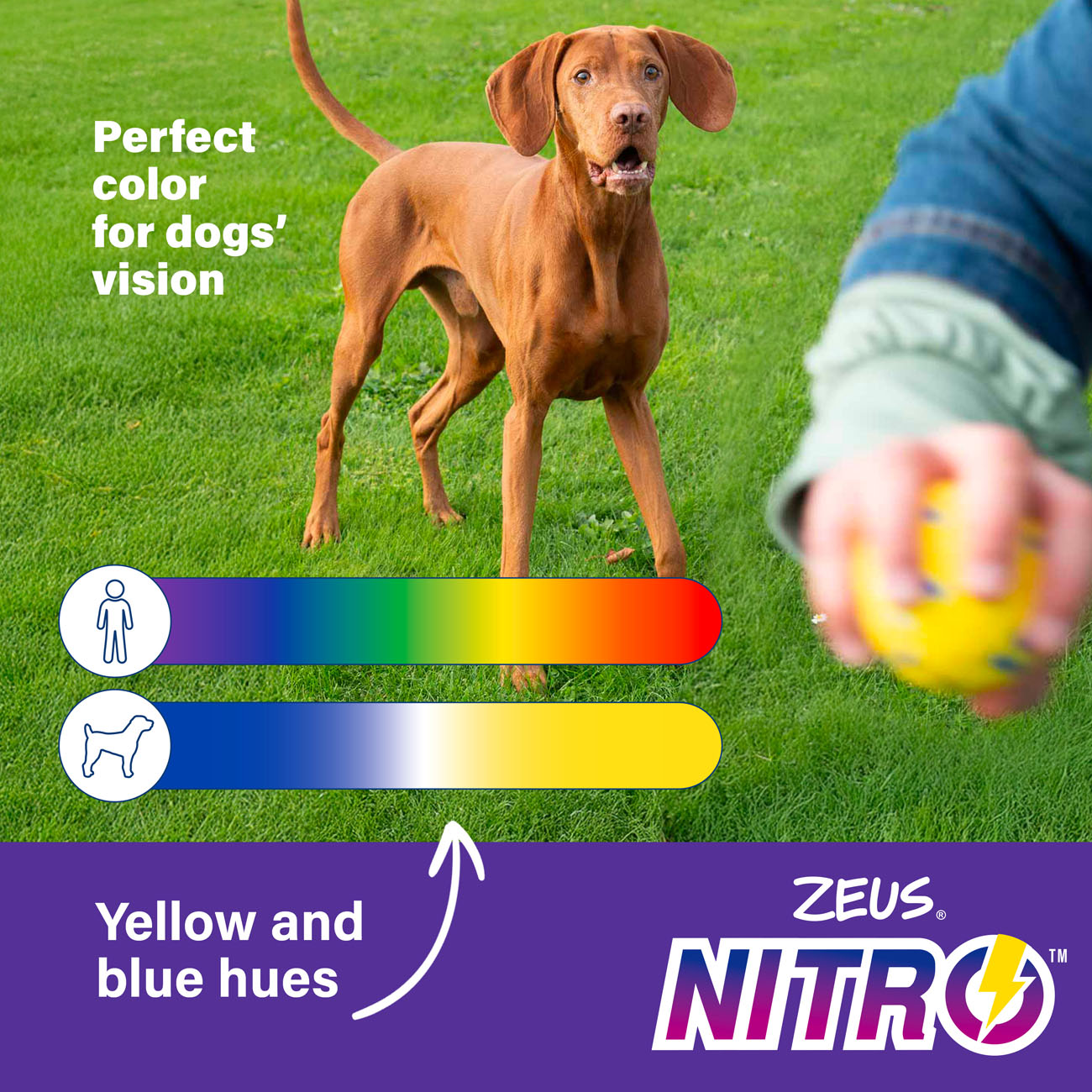 Zeus NITRO Weighted Ring Dog Toy