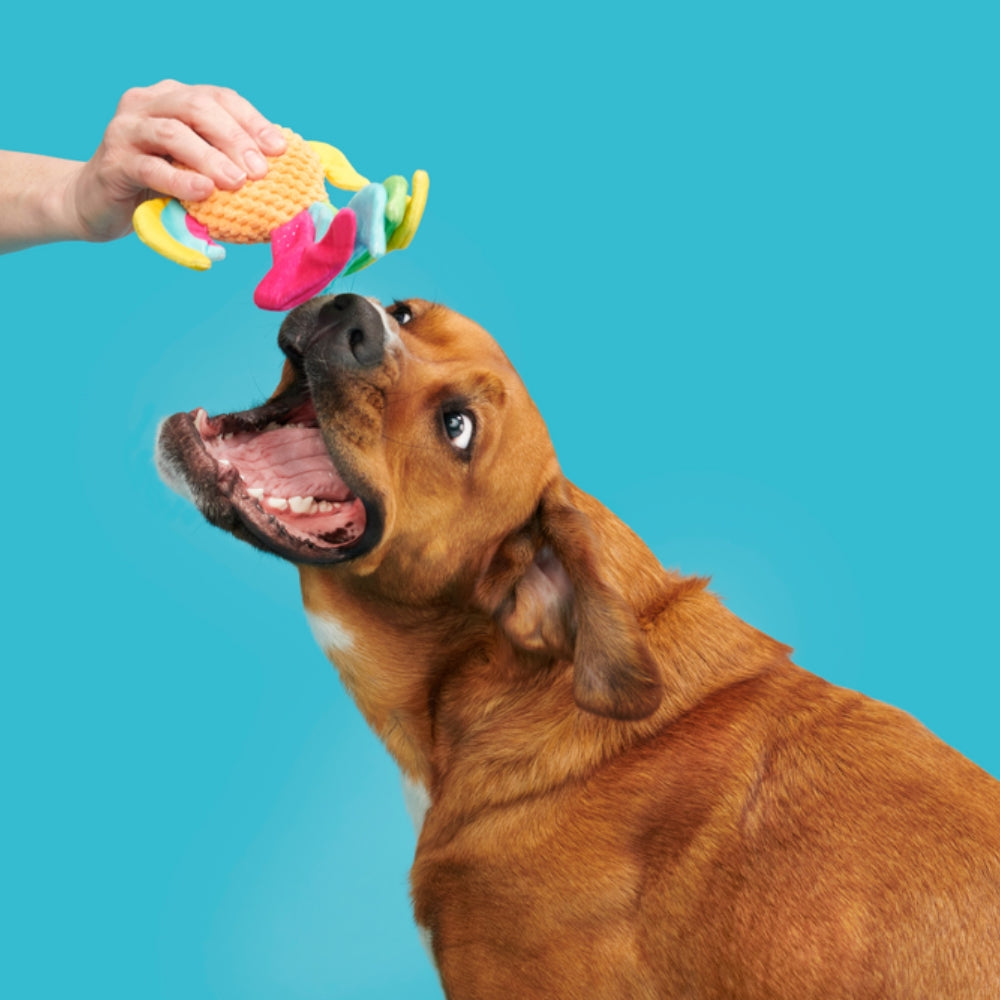 BARK Ahi Tina Plush Dog Toy